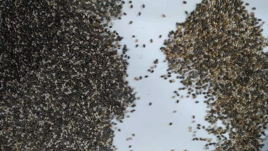 Chia Seeds  Color Sorting Machine High Precision in  china
