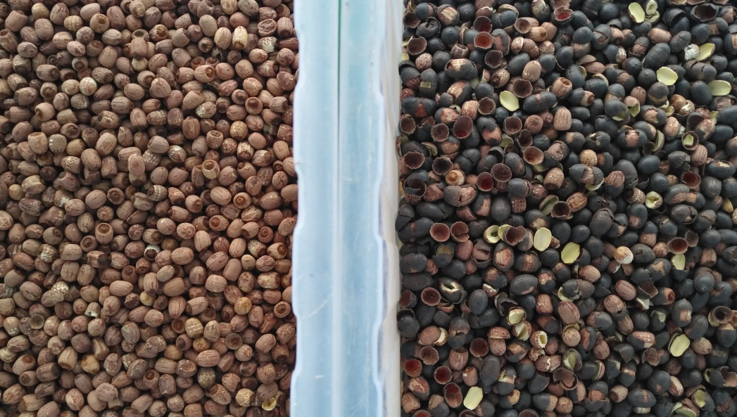 Hot Pepper Chili Belt Color Sorter With RGB Camera