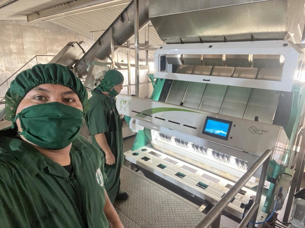 Poland Rye Beans Color Sorter Machine For White Beans Sorting And Cleaning