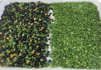 Compact Parboiled Rice Color Sorting Machine High Speed Accuracy