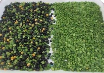 Beans Grain Cereal Wheat Corn Seeds Tea Nuts Color Sorter Wifi Remote