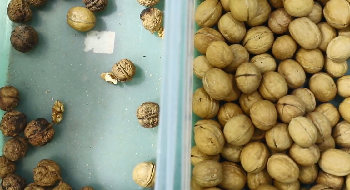 Intelligent Big Pecan Walnut Macadania Sorter With High Speed RGB Nir Cameras