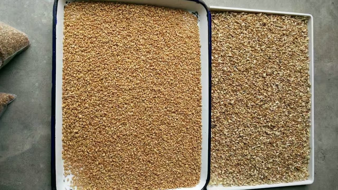 Chia Seeds Color Sorter Machine With Image Analysis And AI Self Learning Technology