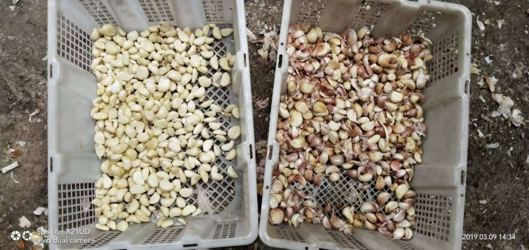 Buckwheat / Barley CCD System Color Sorter Garlic Cloves Color Sorting Machine