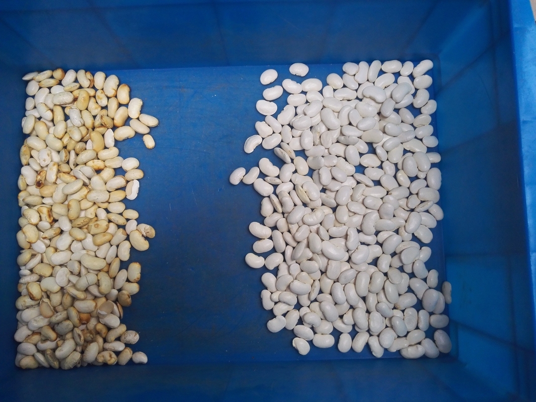 Buckwheat / Barley CCD System Color Sorter Garlic Cloves Color Sorting Machine