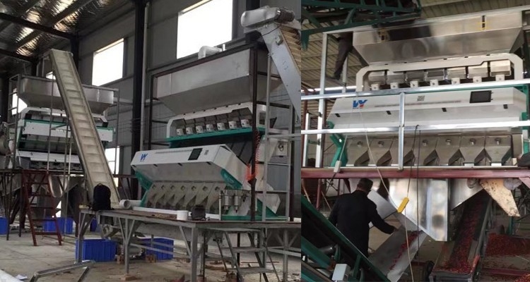 Buckwheat / Barley CCD System Color Sorter Garlic Cloves Color Sorting Machine
