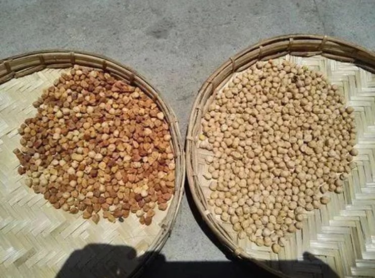 Coffee Bean Nuts Color Sorter AI CCD Separator Soybean Rice Sorting Machine