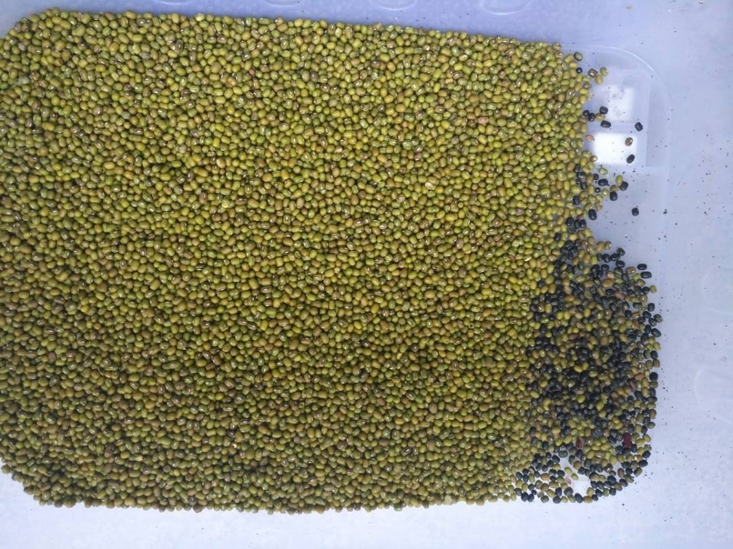 128 Channels Bean Color Sorting Machine For White Kidney Beans Optical Sorter