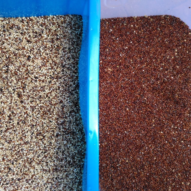 7 Chutes 448 Channels Wheat Color Sorter Machine With 99.999% Sorting Accuracy