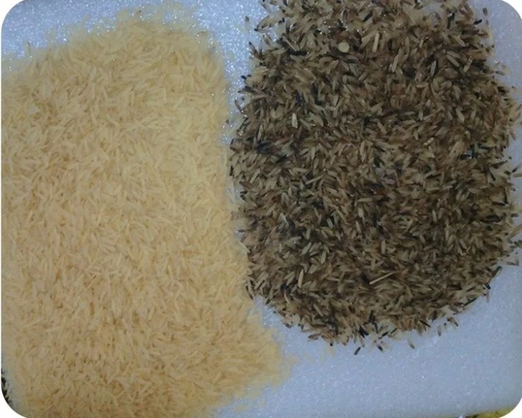 1 - 4t/H Grain Color Sorter Machine Highest Efficient Sorting