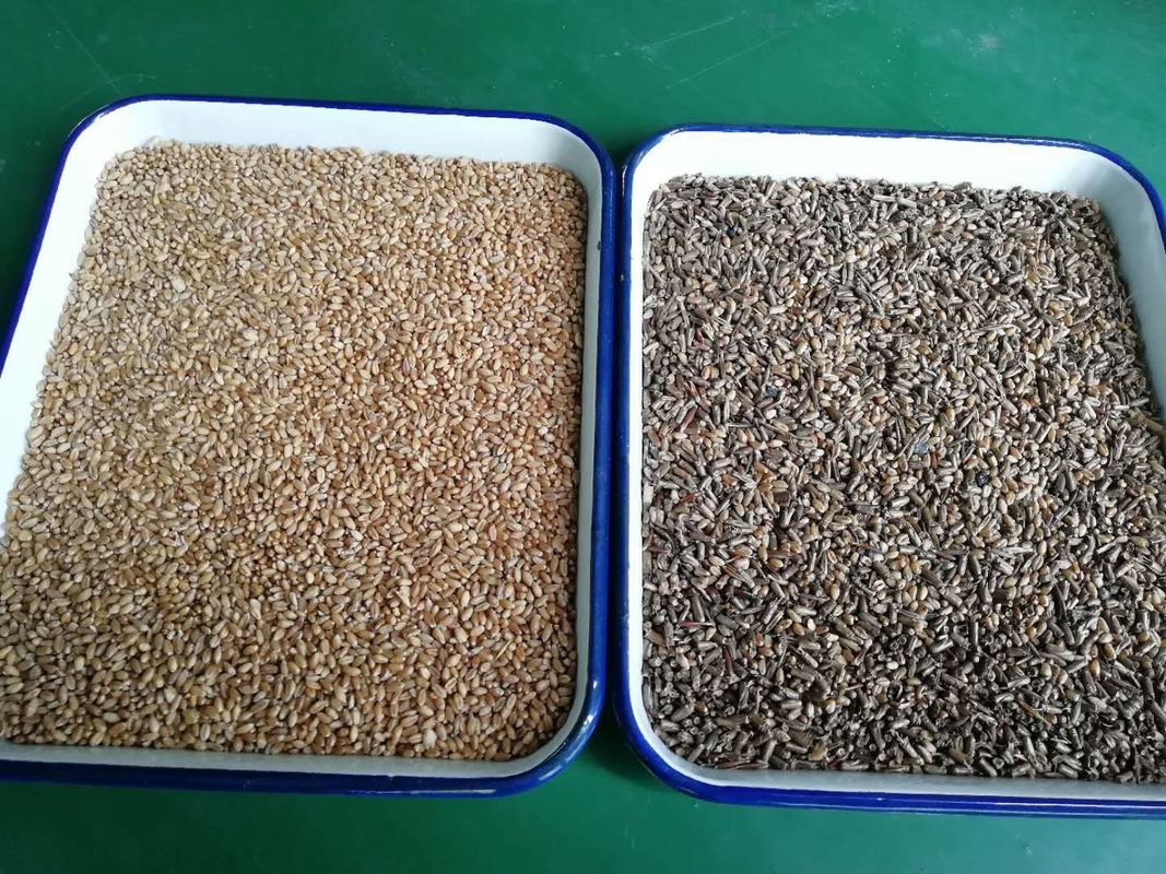 1 - 4t/H Grain Color Sorter Machine Highest Efficient Sorting