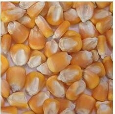Corn Color Sorter Machine For Maize Color Sorting And Cleaning 10-15 Tons/Hour Speed