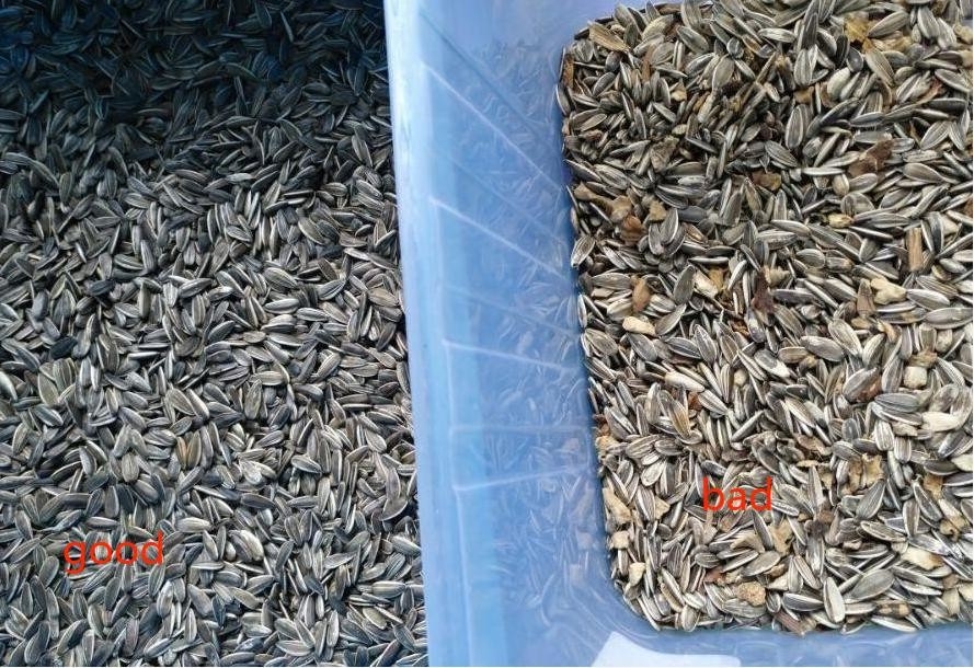 Sunflower Seeds Color Sorter Coffee Bean Wheat Rice Color Sorter