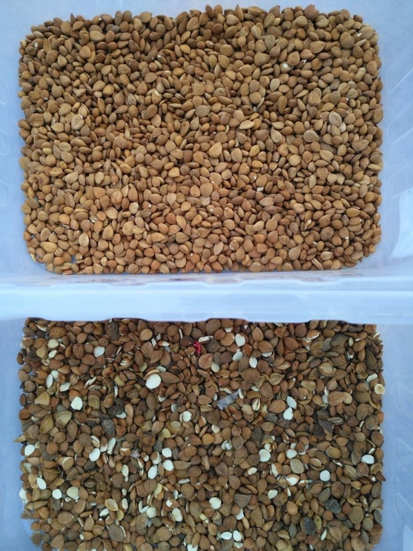 WENYAO Almond Nuts Sorting Machine Macadamia Walnuts Color Sorter Shape Sorter