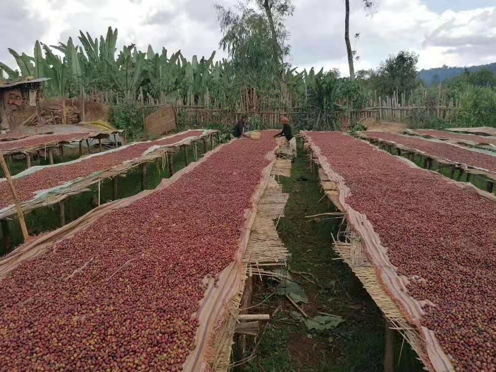 Wenyao Intelligent Coffee Cherry Color Sorter Multifunction Color Sorting Machine for Fresh and Frozen Fruit