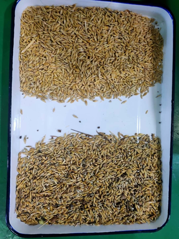Agricultural Food Color Sorter For Barley Cereal Beans Corn Sorting