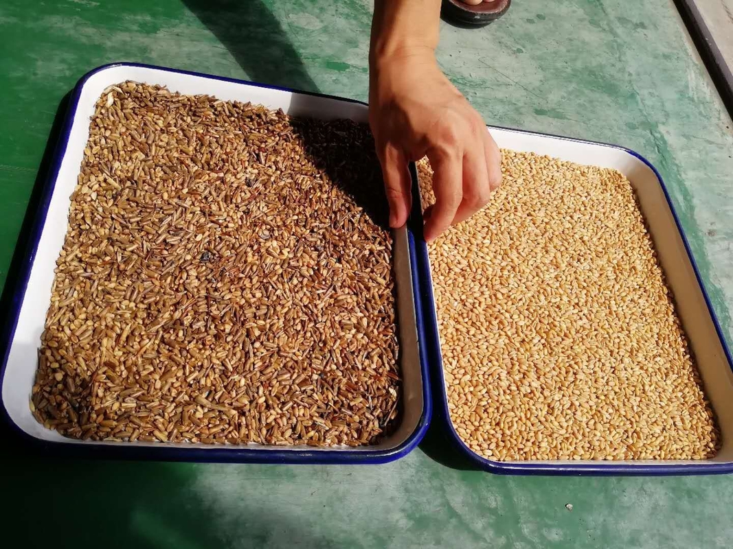 Wenyao Intelligent High Precision Color Sorting Machine Rice / Grain Color Sorter Machine For Agricultural Products