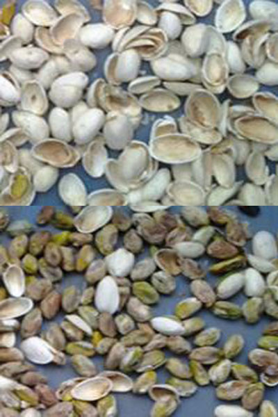Wenyao Macadamia Color Sorter Nuts Color Selector Machine Cashew Nuts Sorting Machine
