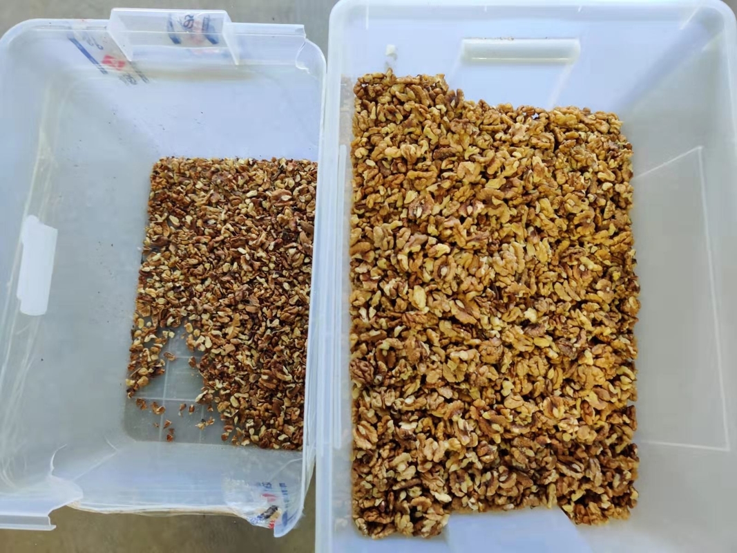 Wenyao 2 Chutes Walnut Color Sorter Machine Size Shape Sorting With CE Certificate