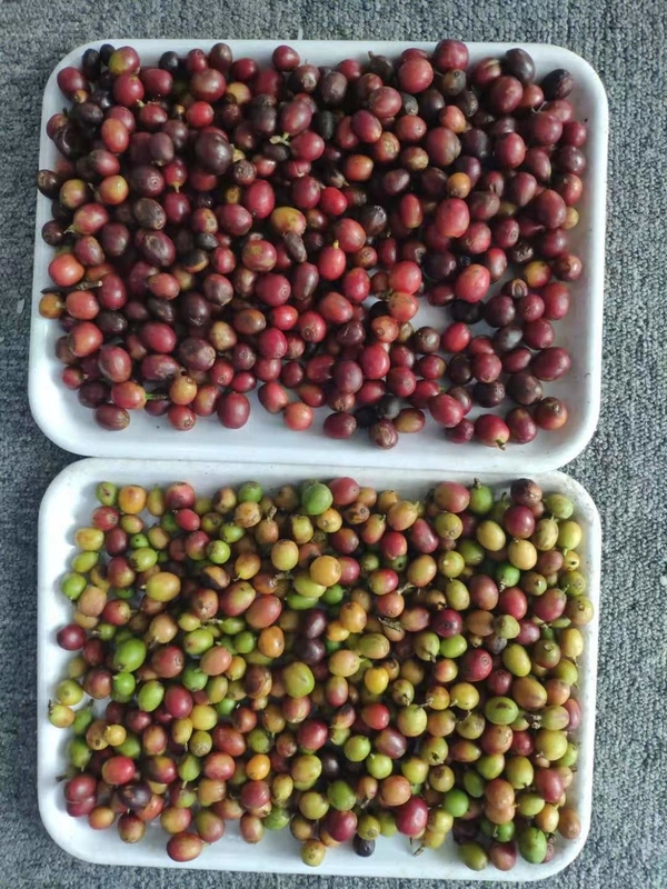Mini Belt Optical Color Sorter For Coffee Cherry Use For Coffee Bean Manufacturer