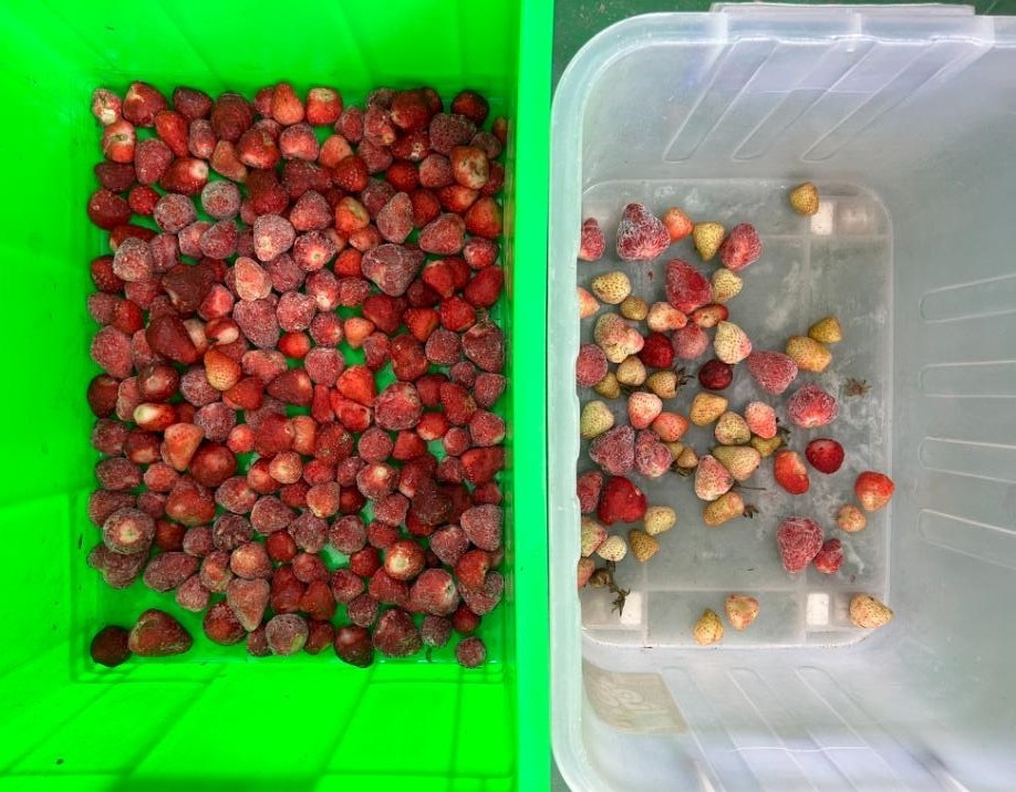 Stainless Steel Water-Proof Frozen Straw Berry Blue Berry Color Sorter Color Sorter Machine