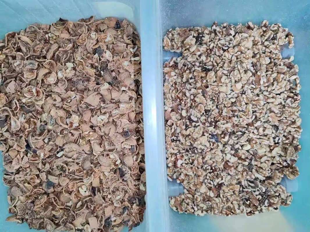Wenyao High Efficient Belt Color Sorting Machine Garlic Dried Fruits Vegetables Shrimp Fish Color Sorter Made in China