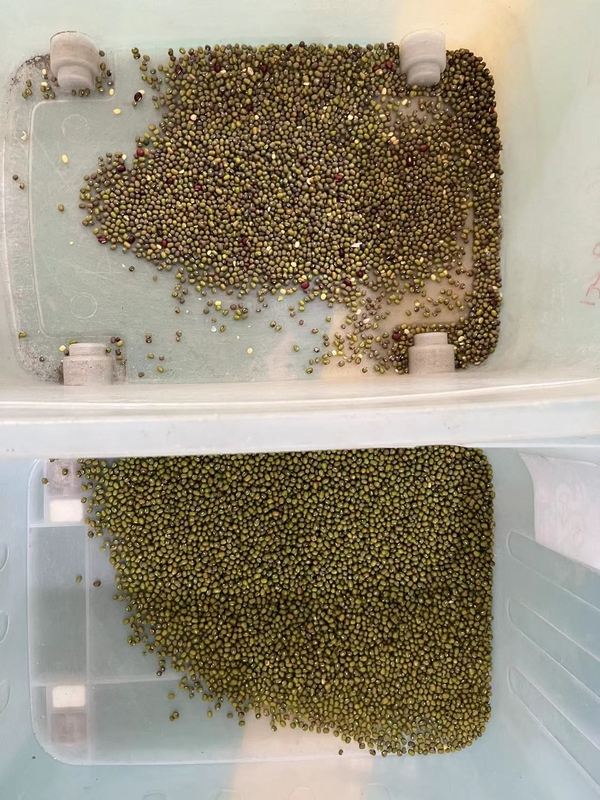 Wenyao Mung Bean Color Sorting Machine Automatic Beans Color Sorter Equipment