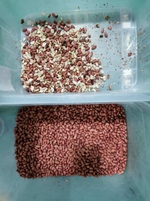 Wenyao Multifunction Peanut Color Sorting Machine CCD Intelligent Nut Color Sorter