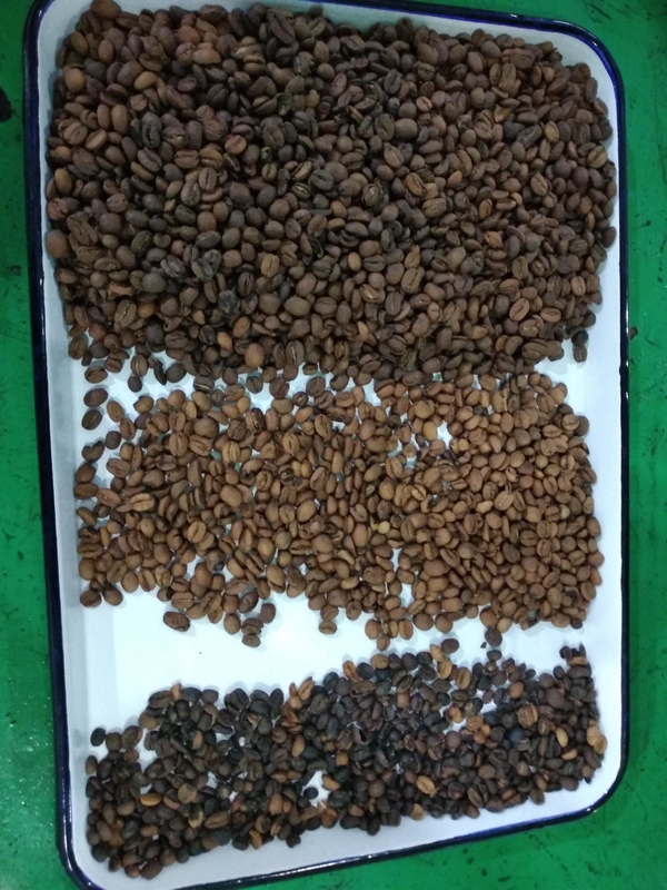 Wenyao Coffee Bean Color Sorting Machine Intelligent Beans Color Sorter