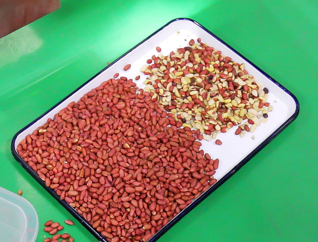 Wenyao Automatic Peanut Color Sorter Multifunction Nut Color Sorting Machine