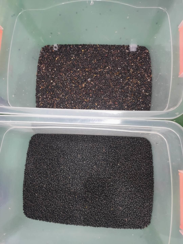 Wenyao Black Bean Color Sorting Machine Automatic Beans Color Sorter With Remote Control