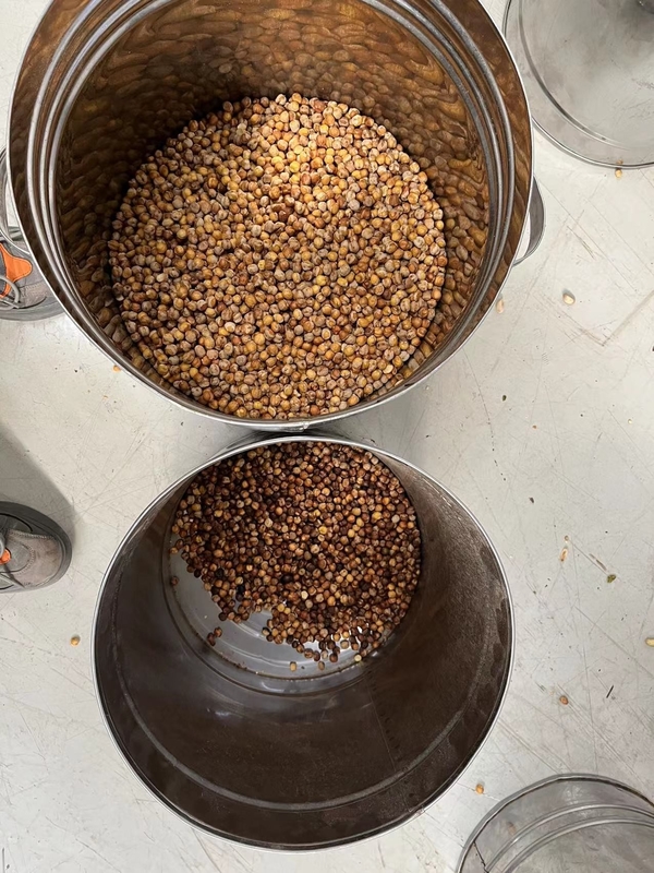 Wenyao Chickpea Color Sorting Machine Automatic Intelligent Beans Color Sorter