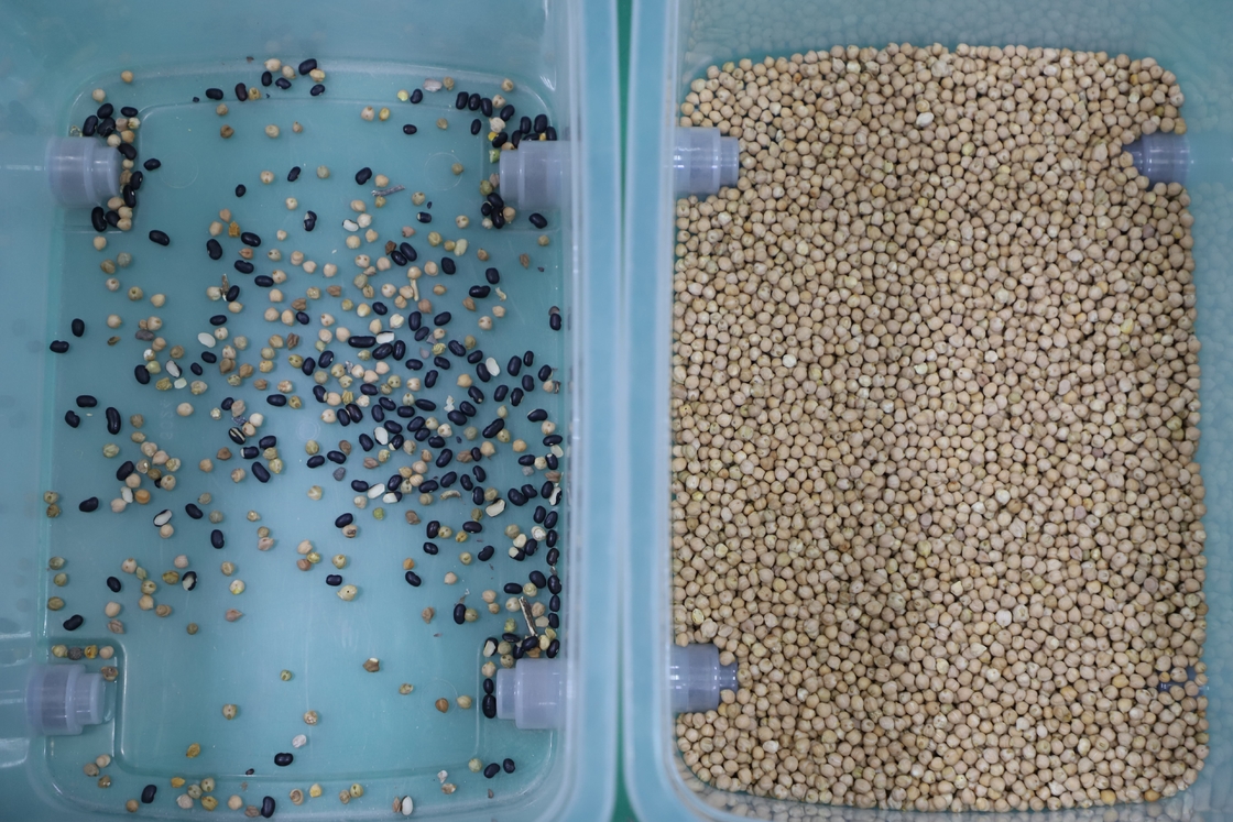 Wenyao 7 Chute Chinese Manufacturer Color Sorting Machine Chickpea Color Sorter