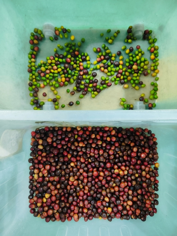Wenyao Factory Coffee Cherry Color Sorting Machine Automatic Color Sorter