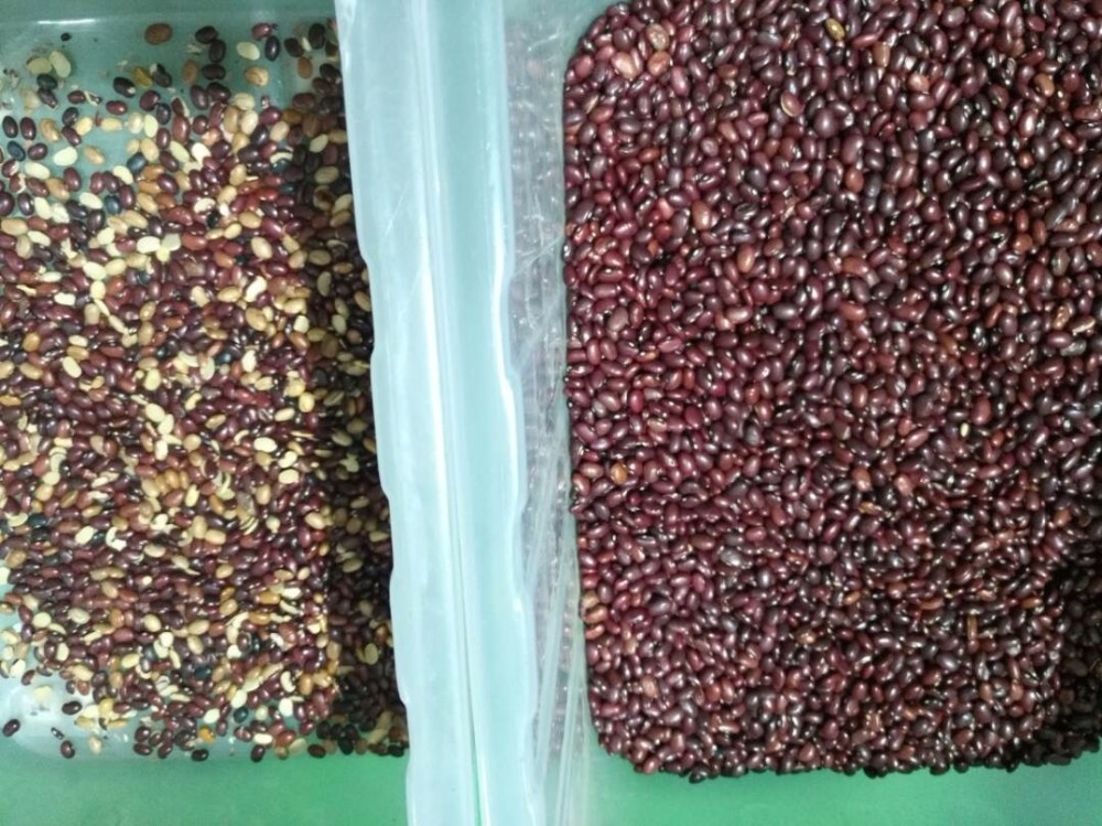 Wenyao Professional Red Kidney Bean Color Sorter Optical Color Sorting Machine For Beans Grains