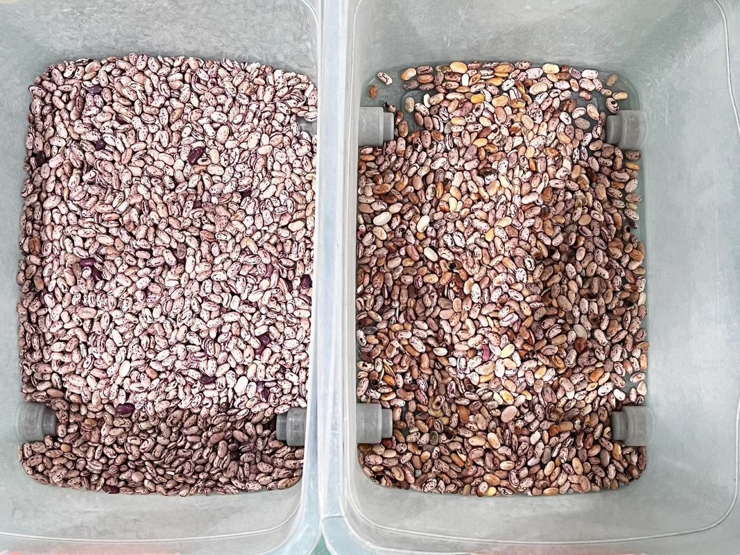 Wenyao Professional Red Kidney Bean Color Sorter Optical Color Sorting Machine For Beans Grains