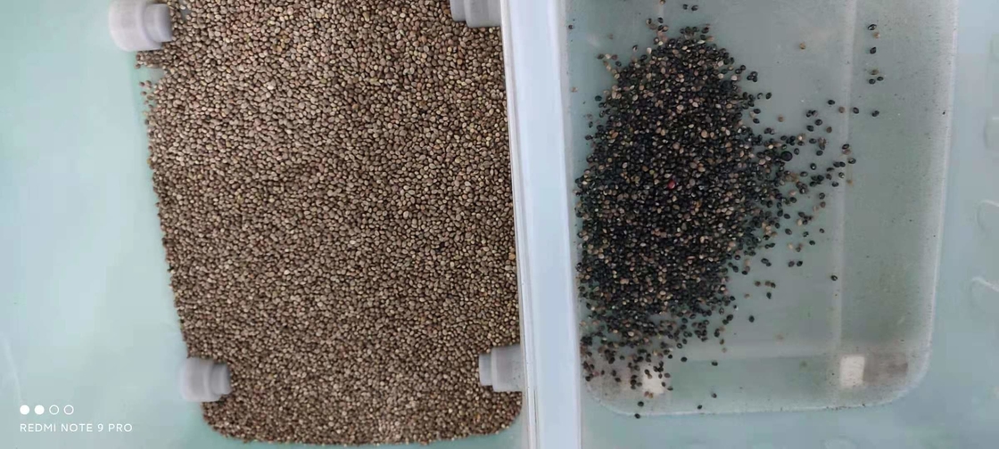 Coffee Cherry Soybean CCD Mini Seeds Color Sorter Machine Grain Color Sorting Machine