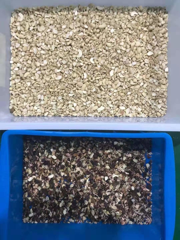 Professional Nut Color Sorter Machine Sorting Equipment Machine Color Sorter