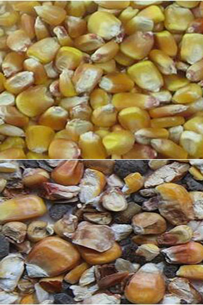 Multifunction Intelligent Corn Color Sorter CCD Camera Color Sorting Machine
