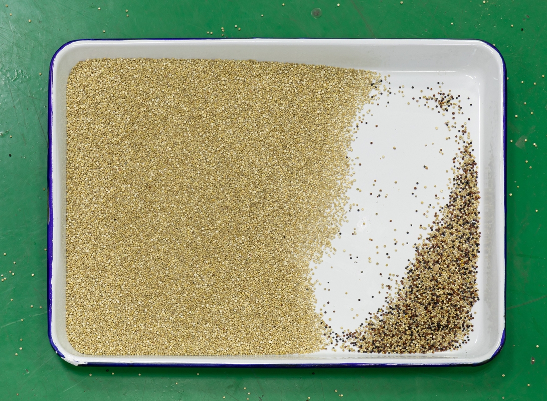 Automatically 7 Chute Style High Technology AI Roseship Seed Rapeseeds Color Sorter Machine