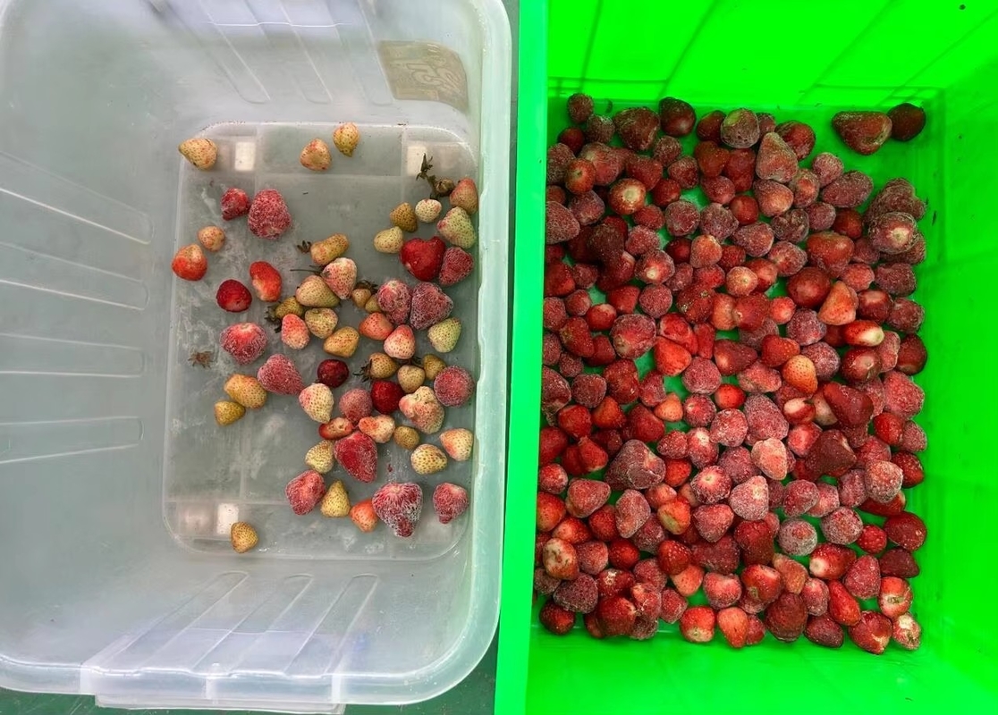 Wenyao Strawberry Color Sorter Intelligent Belt Color Sorting Machine for Frozen Fruit Coffee Cherry Blueberry Strawberry