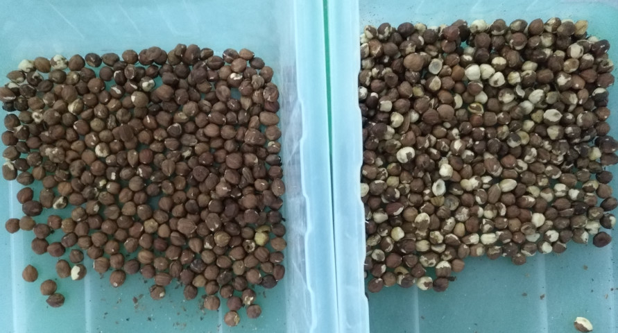 Turkey Fig Hazelnut Color Sorter Machine Rice CCD Coffee Bean Peanut Optical Color Sorter