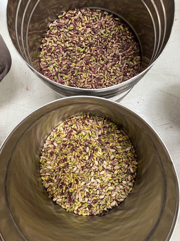 Professional 2 Chute AI Learning Hazelnut Pistachio Nut Color Sorter Machine