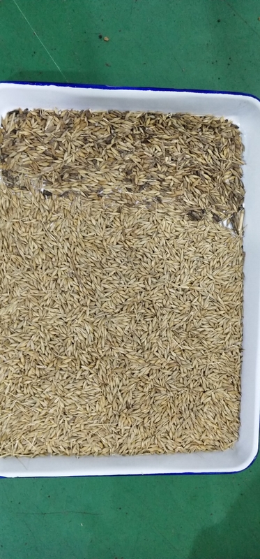 Intelligent Optical CCD Camera Barley Wheat Color Sorting Machine