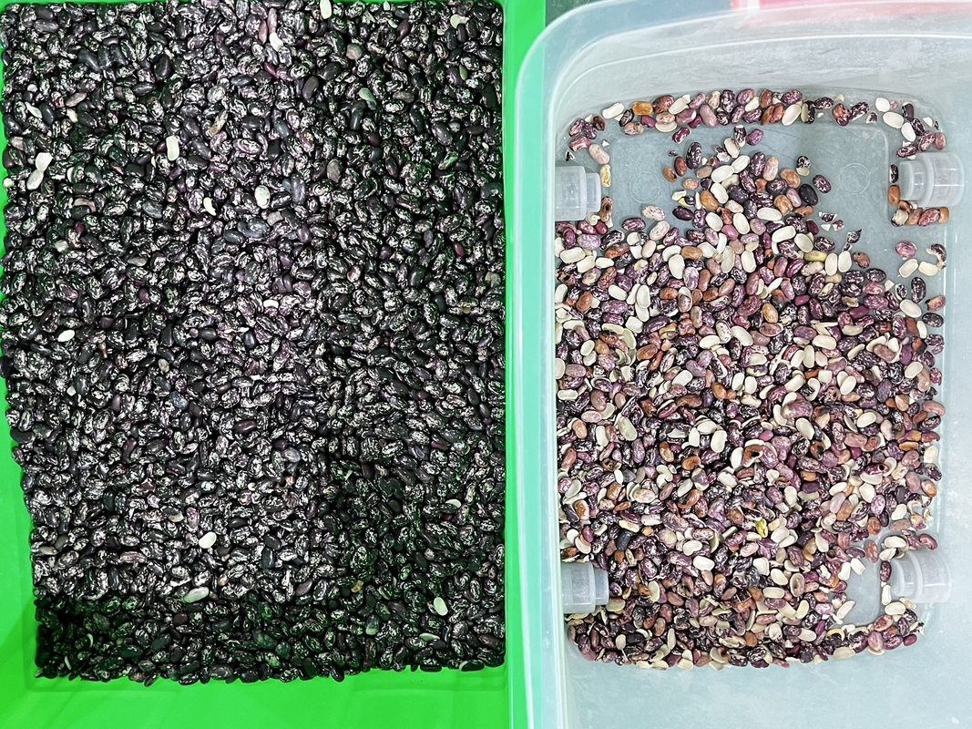 Intelligent CCD Camera 6 Chute Kidney Bean Color Sorting Machine with Easy Operation