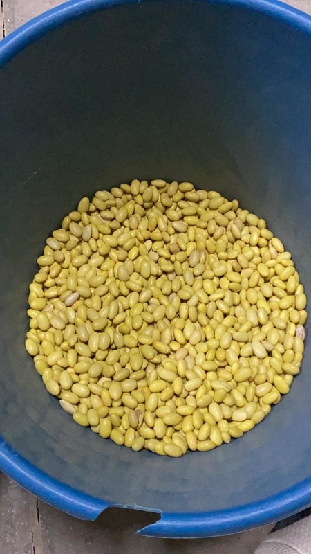 Wenyao Chinese Factory Direct Sale 4 Chute Soya Bean Color Sorter Machine