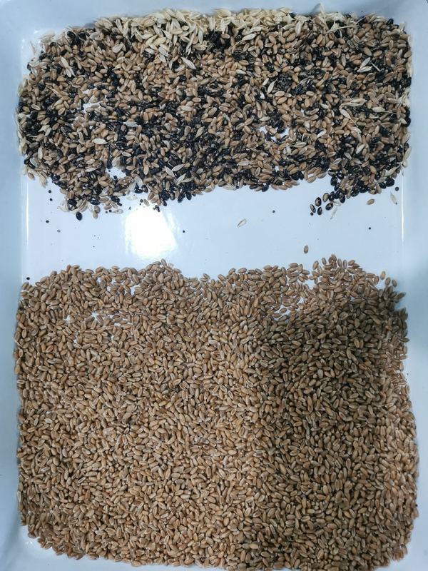 Wenyao All in One Sorting Marvel High Performance Seed Color Sorter for Sale