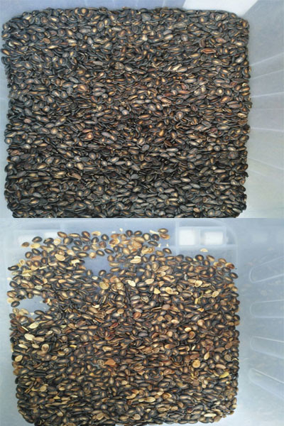 Wenyao Newest Optical CE Certificate Pumpkin Seeds Watermelon Seeds Color Sorting Machine