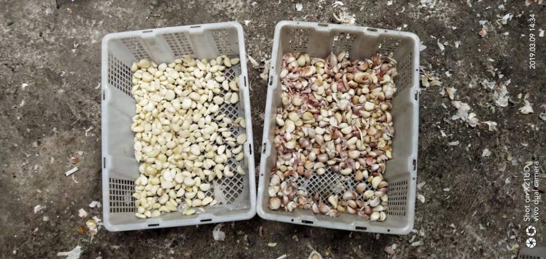 Garlic Clove Sorting Machine Garlic Color Sorter for Food Processing