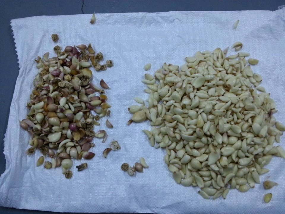 Garlic Clove Sorting Machine Garlic Color Sorter for Food Processing